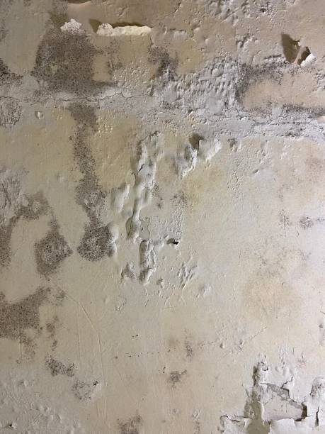 Certified Mold Removal in Powers Lake, WI